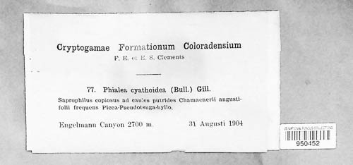 Cyathicula cyathoidea image